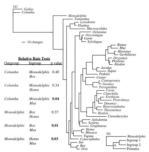 Fig. 4.—a, Phylogram illustrating the level of sequence divergence of GHR among eutherian mammals. Most orders of mammals exhibit similar rates of amino acid replacement, except rodents, in which GHR is evolving at an accelerated rate, as demonstrated by the relative-rate test of Mindell and Honeycutt (1990). b, The phylogeny upon which Poisson-corrected amino acid divergences of Monodelphis, primates, and two rodent ingroup taxa were plotted by the method of Fitch and Margoliash (1967)