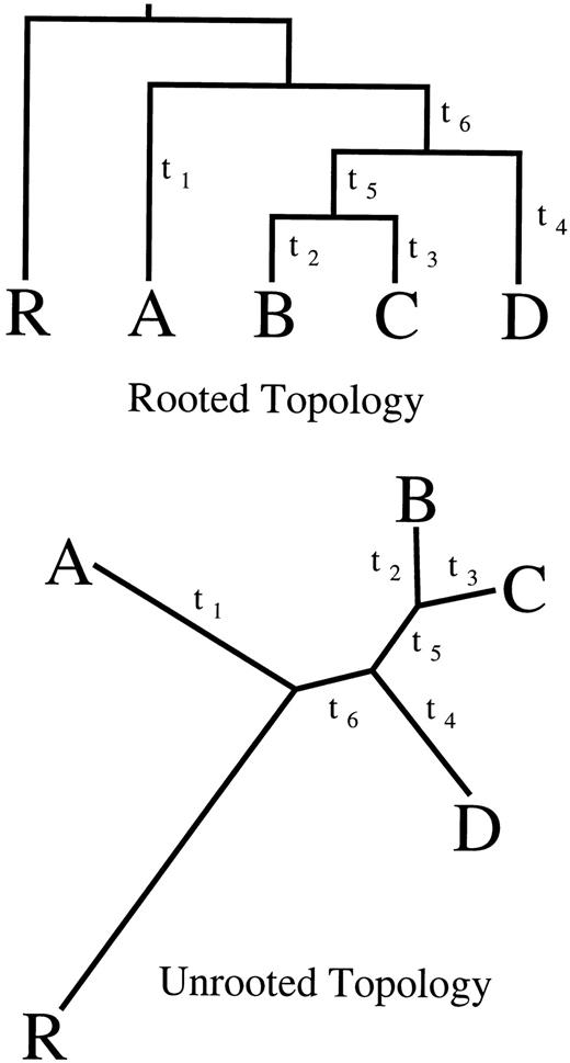 Fig. 1.—Topology used for simulation under a molecular clock. Taxon R is assigned as the outgroup (having diverged before the remaining taxa) to allow rooting at an arbitrary position along taxon R's branch