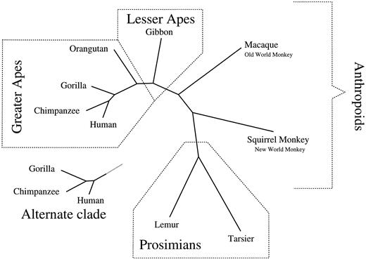 Fig. 3.—The two dominant topologies for primates under TN93 using one rate class. The complete displayed topology has a posterior probability of 90% ± 3%, while the alternate clade accounts for the remaining 10%. Branch lengths are drawn to scale