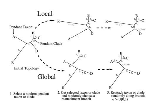 Fig. 5.—Local and global pendant leaf algorithms.