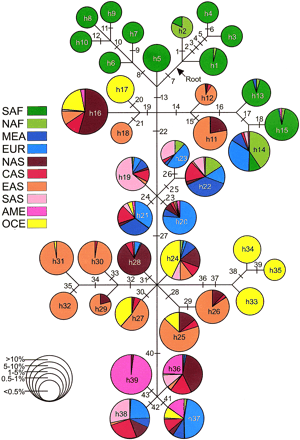 Fig. 1.—Evolutionary tree for 39 NRY haplotypes. The 43 mutational events listed in table 1 are shown by cross-hatches. Haplotypes numbered h1–h39 in circles correspond to designations in table 1 . The root of the genetree is denoted by an arrow. Haplotypes are color-coded by geography (see figure for color-coding key). The pie charts represent the frequencies of occurrence of the haplotypes within each of the 10 geographic regions listed in table 1 . The overall size of each pie chart corresponds to one of five frequency classes (see figure for frequency class key) and represents the frequency of that haplotype in the global sample of 2,858 chromosomes