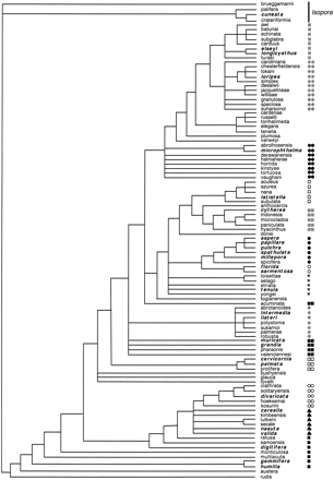 Fig. 3.—Parsimony consensus tree based on 23 morphological characters of the skeleton (redrawn from Wallace 1999 ). Species that were used for the molecular phylogenies are in italics and boldface. Symbols for species groups are given in figure 2A.