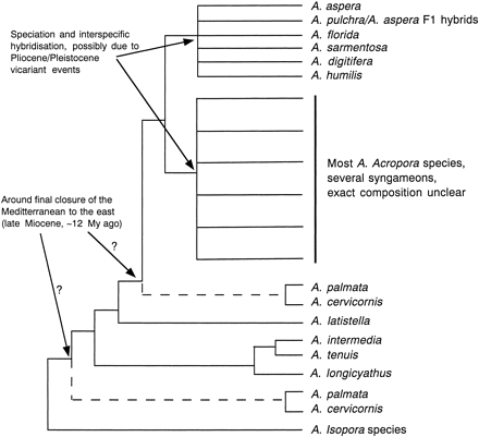Fig. 4.—Phylogenetic hypothesis of species in the genus Acropora based on the data sets presented in figure 2A and B with major tectonic and climatological events superimposed on it (see text for details)