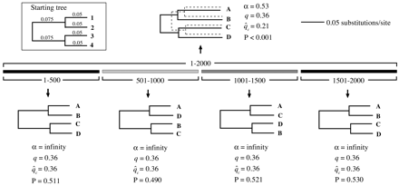Fig. 1.—Demonstration of the relationship between recombination and rate heterogeneity, and the elements of the informative-sites test. Branch lengths on all the trees are drawn to the scale shown. The estimated maximum-likelihood tree, α, q, and q̂c are shown below each 500-nt region. Compared with those of the clonally generated 500-nt regions, the estimated trees for the recombinant 2,000-nt alignment were more starlike. (The branch lengths of the solid tree at the top have been corrected for the apparent rate heterogeneity; those of the dashed tree have not.) The concatenated alignment showed evidence of considerable recombination-generated apparent rate heterogeneity and a highly significant excess of informative sites compared with the clonal expectation. Accommodating the apparent rate heterogeneity in the overall alignment gave rise to a tree with greater root-to-tip distances than obtained for the clonal regions