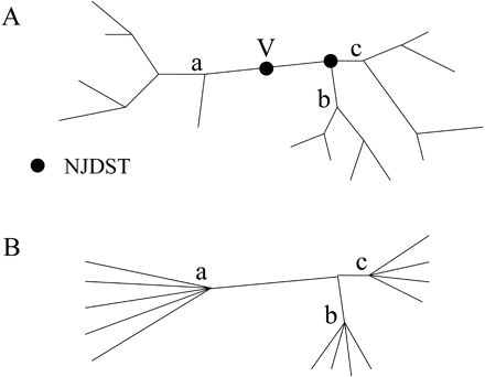 Fig. 1.—Example of a tree (A) before and (B) after collapsing. V = virtual node; branches are collapsed from the leaves up to the internal branches until nodes joining distant subtrees (dots) are met
