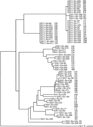Fig. 2.—Neighbor-joining tree of Silene latifolia and Silene dioica SlX1 and SlY1 sequences, rooted by a single Silene conica sequence of a non-sex-linked gene, Sc1, homologous to SlX1 and SlY1 genes