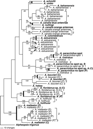 Fig. 1.—Strict consensus of six equally most parsimonious trees showing the phylogenetic relationship among selected COI sequences and pseudogene sequences found in this study. Mitochondrial sequences are indicated by bold text. Where important for species identification (see footnote to table 1 ), sample location is indicated: (P) Pacific coast of Panama, (C) Caribbean coast of Panama. Independent nuclear integrations are identified with numbers for each individual, and nuclear families (sequences arising from a single integration event) are grouped with square brackets. The nodes that link transisthmian sister species are indicated by a thick line. Numbers above each branch are maximum-parsimony bootstrap values using the fast heuristic approach, and numbers in italics below each branch are neighbor-joining bootstrap support values. Bootstrap values less than 50% are not shown. GenBank accession numbers for species not examined in this study (following the order in the figure) are as follows: AF309936, AF309941, AF309881, AF309921, AF309886, AF309929, AF309925, AF309927, AF309880, AF309908, AF309901, AF309913, AF309946). Other GenBank accession numbers are listed in Results