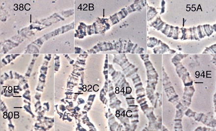 Fig. 1.—In situ hybridization to polytene chromosomes of the Hikone strain with the pHFL1 probe. In each panel, hybridization signals are marked with arrows, and the corresponding loci are indicated