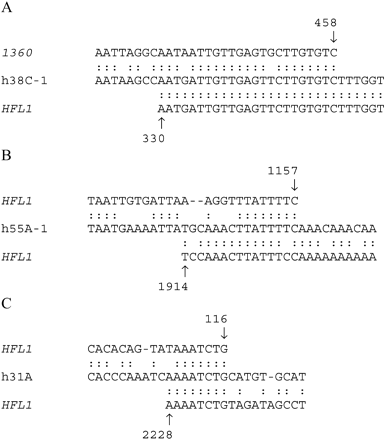 Fig. 3.—Putative sites of recombination in the hobo-homologous sequences. The hobo-homologous sequences in the center are aligned to the sequences flanking the candidate recombination breakpoints as indicated in the text. See also figure 2