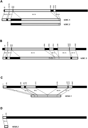 Fig. 2.—Comparison of the hobo-homologous sequences to the hobo element HFL1. Coordinates of HFL1 are indicated above the diagram. White boxes indicate the stretches that are similar between both sequences compared, and black boxes indicate lack of similarity. Empty arrowheads represent direct repeats present in hobo-homologous sequences