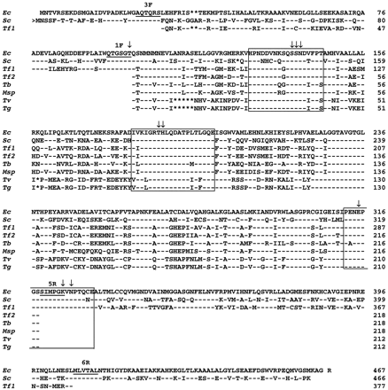 Fig. 1.—Alignment of the deduced amino acid sequences of class II fumarases of trichomonads with two related homologs, Escherichia coli fumC (Ec, P05042) and Saccharomyces cerevisiae fumC (Sc, P08417). Abbreviations are as follows: Tf1 and Tf2, Tritrichomonas foetus 1 and T. foetus 2fumC; Tb, Trichomitus batrachorum fumC; Msp, Monocercomonas sp. fumC; Tv, Trichomonas vaginalis fumC; Tg, Tetratrichomonas gallinarum fumC. Residues identical to those in the E. coli sequence are represented by dashes, and gaps are represented by asterisks. The forward arrow (>) indicates the omitted amino-terminal extension of the mitochondrial S. cerevisiae enzyme. Domains corresponding to the degenerate primers used in this study are underlined. Residues involved in the catalytic activity of the enzyme are represented by arrows. The three conserved regions among enzymes belonging to the lyase class have been boxed