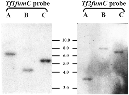 Fig. 2.—Southern blots of Tritrichomonas foetus gDNA digested with the restriction enzymes (A) HindIII, (B) PvuII, and (C) NdeI and hybridized with either Tf1fumC or Tf2fumC probes. Size markers are in kilobases