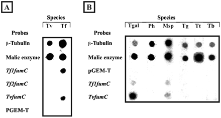 Fig. 3.—Nuclear run-on assays. A, Tritrichomonas foetus (Tf) and Trichomonas vaginalis (Tv) radiolabeled RNAs were hybridized to different probes immobilized on nitrocellulose membranes. B, Hybridization of RNAs from Tetratrichomonas gallinarum (Tgal), Pentatrichomonas hominis (Ph), Monocercomonas sp. (Msp), Trichomonas gallinae (Tg), Trichomonas tenax (Tt), and Trichomitus batrachorum (Tb) with different probes