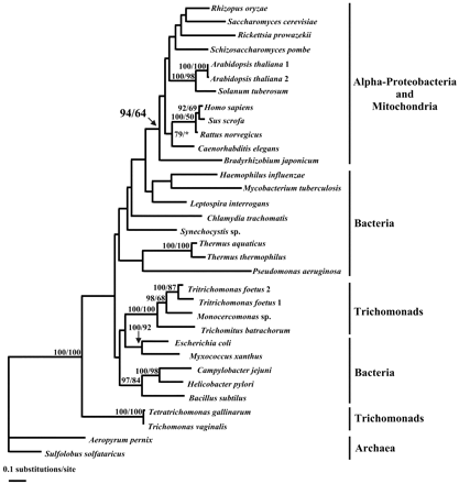 Fig. 4.—Phylogeny of class II fumarase proteins. The analysis was restricted to the sequences between domains corresponding to the pair of primers 1F-5R. After exclusion of all gaps from the alignment, 211 shared sites were analyzed with PROTML. The horizontal length of each branch is proportional to the estimated number of substitutions. The outgroup is represented by the sequences of Aeropyrum pernix and Sulfolobus solfataricus. Support values are given as percentages near individual nodes and are computed using both the resampling estimated log likelihood (RELL) and the maximum-likelihood (ML) distance methods. Only values above 50% are indicated. Database accession numbers of the species are as follows: Aeropyrum pernix, AP000062; Arabidopsis thaliana, AF020303 and U82202; Bacillus subtilis, AJ223978; Bradyrhizobium japonicum, P28894; Caenorhabditis elegans, AF025459; Campylobacter jejuni, Y16882; Chlamydia trachomatis, AE001358; Escherichia coli, P05042; Haemophilus influenzae, U32820; Helicobacter pylori, AE000634; Homo sapiens, P07954; Leptospira interrogans, AB010203; Mycobacterium tuberculosis, AL021897; Myxococcus xanthus, AF013216; Pseudomonas aeruginosa, JC4982; Rattus norvegicus, P14408; Rhizopus oryzae, JC4293; Rickettsia prowazekii, AJ235272; Saccharomyces cerevisiae, P08417; Schizosaccharomyces pombe, AL035260; Solanum tuberosum, X91615; Sulfolobus solfataricus, P39461; Sus scrofa, P10173; Synechocystis sp., D64000; Thermus aquaticus, D84646; Thermus thermophilus, AB010884