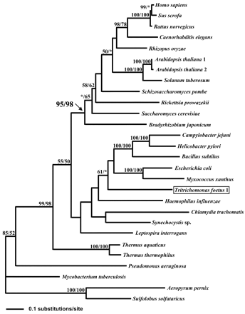 Fig. 5.—Phylogenetic reconstruction of class II fumarases using PROTML and including 377 positions corresponding to the sequences located between the pair of primers 3F-6R. The outgroup is represented by the sequences of Aeropyrum pernix and Sulfolobus solfataricus. The tree was constructed using PROTML. Support values shown at nodes are computed using both the resampling estimated log likelihood (RELL) and the maximum-likelihood (ML) distance methods