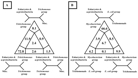 Fig. 6.—Four-cluster likelihood mapping of class II fumarase amino acid sequences testing (A) the monophyly of trichomonads and (B) the separation of trichomonad sequences from other eukaryotic and alpha proteobacterial homologs. In both analyses, sequences were split in four disjoint groups. The occupancies (in percentages) for the seven areas of attraction are indicated. The corners of the triangles are labeled with the corresponding fully resolved tree topologies. Misc. = miscellaneous group of bacteria excluding the archaea