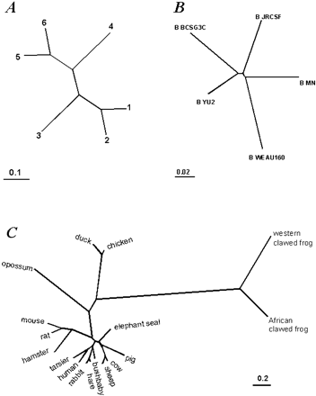 Fig. 1.—Tree topologies used in the simulations. A, Artificial six-taxon tree. B, Five-taxon subtree from a tree constructed for 23 HIV-1 pol gene sequences (Yang et al.2000)
. C, A β-globin tree for 17 vertebrate species from Yang et al. (2000)
