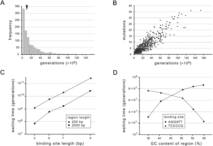 Fig. 1.—Evolutionary dynamics associated with the appearance of a new transcription factor binding site. A, Frequency distributions of generations (a proxy for waiting times) were strongly positively skewed (median value 9.5 × 108, indicated by arrowhead; example shown corresponds to 200-bp region L13454 and binding site GAGAG). B, Frequency distributions of mutations (another proxy for waiting times) also were strongly positively skewed and consequently were significantly correlated with generations (example shown as in A). C, The waiting time required for establishment of binding sites increased with increasing binding-site length and decreasing region length (average median values shown; note the logarithmically scaled ordinate). D, Waiting time exhibited a dependency on base composition, increasing with GC content of region for GC-poor binding sites and decreasing for GC-rich binding sites (values of GC content in examples shown correspond to 200-bp regions Z4824; U04269; AE001274, AC003011, AC002552, U60409, AF008205, AC002134, AF008206, U70253, AC002305, AF008207, AC003679, AC004018; M99054; X06157); the magnitude of this effect was modest relative to the effects of changes in binding-site length or region length (compare the ordinate scales in C and D)