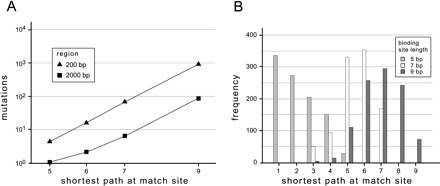 Fig. 2.—Mutations required for the appearance of a new transcription factor binding site. A, Numbers of local point mutations that actually occurred in establishing a new binding site exceeded the minimum number possible at that position along the original region (shortest path at match site), especially for longer binding sites and shorter regions (means of values shown for 200- and 2,000-bp regions; to be conservative, the greatest possible values of shortest paths at match sites are plotted). B, As binding-site length increased, the skew of the distribution of shortest paths changed from positive, to zero, to negative (the example shown corresponds to 200-bp region L13454 and binding sites GAGAG, ACCAAAA, and TTCCCCGAA)