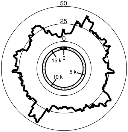 Fig. 1.—Circular diagram of the number of numts descending from a given position in the mitochondria (thick line). The inner hatched circle depicts the mitochondria, with the two hypervariable segments of the control region (encompassing the central conserved domain) highlighted (black)