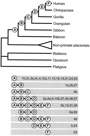 Fig. 2.—Consensus tree of the phylogenetic positions of human numts, based on 35 individual bootstrap analyses of all blocks from the DBA alignment longer than 2,000 bp. The trees were constructed in PAUP*, version 4.0b4a (Swofford 1998 ), using the neighbor-joining algorithm based on maximum-likelihood (ML) distance measures. The shape parameters of the gamma distributions, ∝ (0.28–0.43), and the transition-transversion rates (1.6–2.9) were estimated using ML. Six branching points are depicted on the tree (A–F). On the basis of 100% support with 100 bootstrap replicates and Platypus as the outgroup, numts could be confined to one or more of the branching points, as shown below the tree. For example, numts listed in the gray box (A) have 100% bootstrap support positioned at branching point A, whereas numts listed in the box (A–B) with the same support only can be confined to either branching point A or branching point B. Needless to say, numts in the box covering all positions (A–F) are restricted to the primate clade, but their exact position is undetermined. If two or more alignment blocks come from the same numt, these have letter suffixes (see table 1 for details). The following mtDNA sequences were used (GenBank accession numbers in parentheses): human (Homo sapiens; NC_001807), chimpanzee (Pan troglodytes; NC_001643), gorilla (Gorilla gorilla; NC_001645), Orangutan (Pongo pygmaeus; NC_001646), gibbon (Hylobates lar; NC_002082), baboon (Papio hamadryas; NC_001992), wallaroo (Macropus robustus; NC_001794), opossum (Didelphis virginiana; NC_001610), and platypus (Ornithorhynchus anatinus; NC_000891). Nonprimate placentals: alpaca (Lama pacos; NC_002504), armadillo (Dasypus novemcinctus; NC_001821), bat (Chalinolobus tuberculatus; NC_002626), cat (Felis catus; NC_001700), cow (Bos taurus; NC_001567), European hedgehog (Erinaceus europaeus; NC_002080), flying fox (Pteropus scapulatus; NC_002619), guinea pig (Cavia porcellus; NC_000884), Madagascar hedgehog (Echinops telfairi; NC_002631), rabbit (Oryctolagus cuniculus; NC_001913), squirrel (Sciurus vulgaris; NC_002369), and tree shrew (Tupaia belangeri; NC_002521)