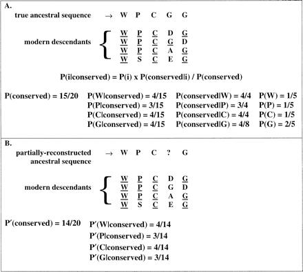 Fig. 1.—A, Illustration of the relationship between P(i), P(i|conserved), P(conserved), and P(conserved|i). A simplified schematic showing a section of a true ancestral sequence aligned with its modern descendants. Residues conserved between the ancestor and each descendant are underlined. P(i|conserved), P(conserved), and P(conserved|i) are based on so-identified conserved sequence positions. One can see from this example that the relationship expressed in equation (1b) holds. B, Estimation of P(conserved) and P(i|conserved). For estimation of P(conserved) and P(i|conserved), conserved residues are defined as those residues in the modern and inferred ancestral sequences which are identical. (Note that the ancestral sequence is inferred through parsimony and that residues do not have to be identical in all modern sequences to be defined as conserved.) Residues identified as conserved in this manner are underlined. P′(conserved) is the fraction of residues in all the descendant sequences which are identified as conserved, whereas P′(i|conserved) is the fraction of all conserved sites containing residue i. Assuming that the fourth residue in the true ancestral sequence is G, P′(conserved) and P′(G|conserved) are both underestimates, whereas P′(W|conserved), P′(P|conserved), and P′(C|conserved) are overestimates (compare with values in A)