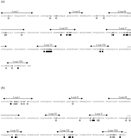 Fig. 1.—Positive selection among PorB2 and PorB3 sequences. Translated (a) porB2-5 and (b) porB3-2 sequences are used as examples of PorB2 and PorB3 amino acid sequences. The locations of the putative surface-exposed loop sequences (I–VIII) are indicated. Amino acid residues that are subject to positive selection (probability >0.95) are shown in bold type. Sites under strong selection (ω = 18.553 and 13.923 for PorB2 and PorB3, respectively) are marked below the sequence with black blocks, and sites under weak selection (ω = 4.163 and 3.229 for PorB2 and PorB3, respectively) are denoted with white blocks