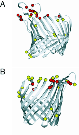 Fig. 2.—Ribbon diagrams of models for PorB2 (top) and PorB3 (bottom) with superposition of residues subject to positive selection. Residues under strong selection are shown in red and residues under weak selection are shown in yellow. The diagrams were produced using Molscript (Kraulis 1991)