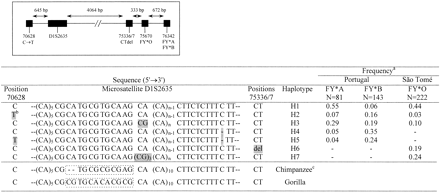 Table 1 Distribution of Haplotypes Defined by Sequence Variation at the D1S2635 Microsatellite and Flanking Polymorphisms Among FY alleles. Location of the Different Polymorphic Regions is Shown in Inset