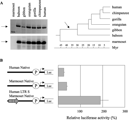 Fig. 5.—Evolutionary analysis of the HERV-E element. (A) Top left: an ethidium bromide–stained gel of Mid1 HERV-E LTR–specific products obtained from primate genomic DNA. Bottom left: hybridization to confirm the authenticity of the amplified products. Note that the PCR product from marmoset DNA is nonspecific because it does not hybridize. In both pictures, the arrows represent the expected sizes. Right: dendrogram illustrating the divergence time point of various primates. The arrow shows the proposed integration time of the HERV-E element in the Mid1 locus. (B) Schematic representation of plasmids used to transiently transfect the Jeg-3 human choriocarcinoma cell line (gray bars). The luciferase activities shown are corrected for transfection efficiency with the Renilla luciferase pRL-TK plasmid and are presented as percentages of the activity of the pGL3p vector. Each bar is the mean of the relative luciferase activity from at least two experiments ±SD