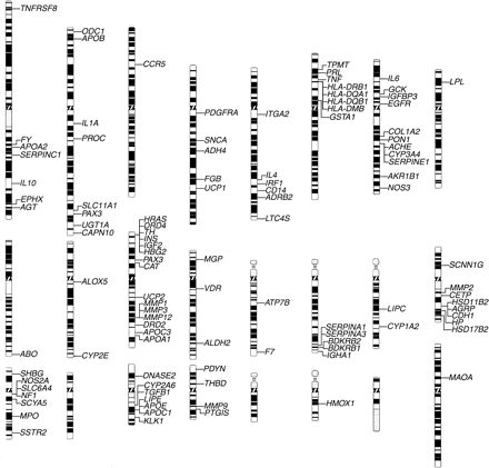 Fig. 1.—Chromosomal locations of human genes with experimentally validated functional cis-regulatory polymorphisms. The idiogram is modified from David Adler's Idiogram Album (http://www.pathology.washington.edu/cytopages/idiograms/human/), and the genes are assigned to positions following the annotation in the human genome working draft (http://genome.ucsc.edu/). Gene symbols are according to the Human Genome Organization Gene Nomeclature Committee (http://www.gene.ucl.ac.uk/nomenclature/)