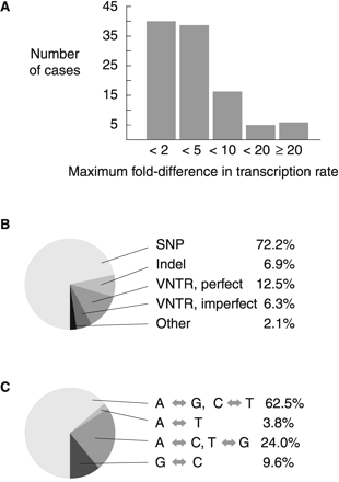 Fig. 2.—Functional polymorphisms in human cis-regulatory DNA. A, Maximum experimentally determined fold-difference in transcription rate between alleles of each gene. B, Distribution of mutation types. VNTR includes only multiallelic tandem repeat polymorphisms. “Other” includes one multiallelic hypervariable region (KLK1), one multiallelic complex of repeats, snps, and inversions (IGHA1), and one biallelic locus at which the alleles differ by multiple overlapping changes of length and sequence (SERPINC1). C, Distribution of SNP types without regard to orientation (A-G transitions on one strand are C-T transitions on the other strand; see Materials and Methods)