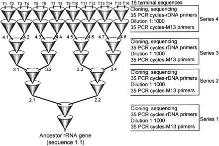Fig. 1.—Evolution of DNA sequences by a series of bifurcate PCRs. An ancestor SSU rDNA cloned in pBluescript was used as template for series 1 of 70 nested PCR cycles with M13 primers. After the initial 35 cycles, reaction products were diluted 1:1,000 and used as templates for the subsequent 35 cycles, with rDNA primers RIBA and RIBB. After 70 cycles amplicons were cloned, and two clones were picked randomly and used as templates for the next series of nested PCR cycles. Lineages are propagated at random, and therefore the evolution is neutral and behaves as a stochastic process. Tree nodes T1 to T16 indicate terminal sequences, and 1.1 to 4.8, internal ancestors