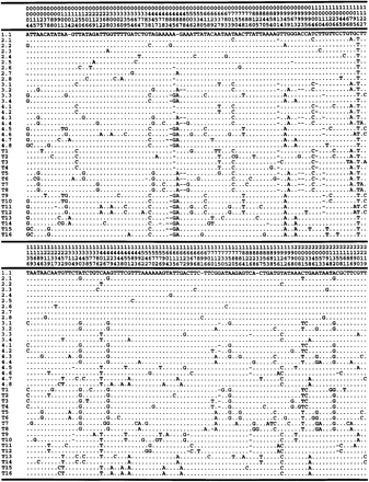 Fig. 2.—Polymorphic sites of sequences generated by serial PCR neutral evolution. Sequences 1.1 to 4.8 represent the internal ancestors, and T1 to T16, the terminal sequences. Sequences 2.3 to 2.8 were not used in subsequent propagation, except to estimate the Taq DNA polymerase error rate at 70 cycles. Numbers above sequences indicate the position number in the alignment (total number of positions considered is 2,238). Dots indicate residues that are identical to sequence 1.1
