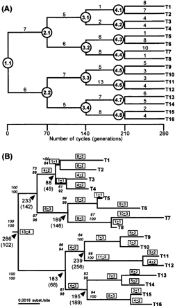 Fig. 3.—Comparison of real phylogeny with inferred maximum likelihood phylogeny (Felsenstein 1981 ; Posada and Crandall 1998 ; Swofford 1998 ). The serial PCR in vitro evolution resulted in the topology depicted (A) with varying branch lengths whose ancestors (1.1 to 4.8, circled) and terminal sequences (T1 to T16) were sequenced in full length. Scale bar indicates the number of cycles between tree internodes and nodes. The inferred phylogeny (B) has a topology identical to the real tree (A) and 9 out of 30 branch lengths were estimated correctly. Boxed numbers indicate branch lengths (number of substitutions), numbers in italics represent the percentage of a given cluster in 100 bootstrap replicates, with reestimation of parameters at each bootstrap replicate (top), and without reestimation at each replicate (bottom). Numbers below arrows indicate the estimated divergence (cycles ago), with the low–high confidence interval range (in parenthesis) as calculated by maximum likelihood quartet analysis (Rambaut and Bromham 1998 ). Numbers of substitutions, with corresponding standard errors, in the inferred tree (B) were calculated by multiplying the branch lengths (in substitutions per site) by the total number of positions (2,238 bp)