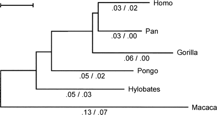 Fig. 2.—Phylogeny of the gypa gene (exons 2–6) in primates. Branches are drawn in proportion to the maximum likelihood estimates for the number of nucleotide substitutions per codon, t (scale bar t = 0.05) (Yang 1998 ). Numbers below branches indicate estimates of the proportion of nonsynonymous substitutions per nonsynonymous site versus synonymous substitutions per synonymous site (which gives the dN/dS ratio) according to the free-ratio model, where these values are independent for each branch. The tree used for the analysis is unrooted