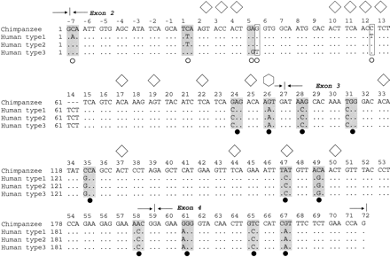 Fig. 4.—Alignment of the three human gypa coding alleles found in 33 chromosomes from Nigerian nationals (frequencies 30.3%, 24.2%, and 45.5%, respectively) with the orthologous chimpanzee gypa sequence for exons 2–4. Sites with synonymous mutations are boxed and codons with nonsynonymous mutations are shaded grey.—>|<—represents splice sites between exons. Codon numbering is according to (Kudo and Fukuda 1989 ). Codons −19 to −1 encode the signal peptide that is cleaved off the mature protein. Note that because exon 2 begins at the second position of codon −7, the first position of this codon is inferred, but this does not alter the nonsynonymous nature of the second position substitution. The MN polymorphism is determined by the nonsynonymous substitutions in codons 1 and 5. ○ is a polymorphic site within humans,  is a fixed difference between species. Glycosylation sites (Pisano et al. 1993 ) are marked with ⋄ for O-linked oligosaccharides and  for N-linked oligosaccharides