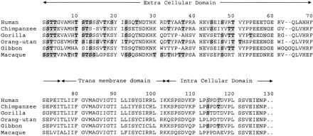 Fig. 5.—Alignment of GYPA protein sequence of six primates showing predicted glycosylation sites (shaded and bold) according to the NetOGlyc 2.0 program. Sites in italics differ in predicted O-linked glycosylation sites from published sites for human GYPA (Pisano et al. 1993 ). Signal peptide and 3′ UTA have been removed. Sites 1, 4, 11, 13, 19, 33, 44, and 50 differ in glycosylation despite identity in the amino acid at each position across primate GYPA sequences. Sites 14, 15, 22, 23, 25, and 116 differ in glycosylation despite identity in the amino acid at each position between more than one primate GYPA sequence