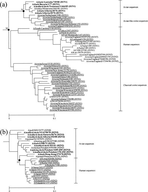 Fig. 3.—(a) H1 and (b) H2 subtype subtrees in the phylogenetic tree for 172 amino acid sequences of the entire region of influenza A virus HAs. For the nomenclature of influenza viruses, see the footnotes of table 1 . The nodes at which the year of divergence was estimated (table 3 ) are denoted by black circles and labeled with letters. The human and swine sequences used for estimating the rates and the years of divergences are underlined. The duck sequences used for estimating the rates are boldfaced. The scale bars indicate the numbers of amino acid substitutions per site