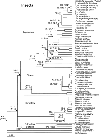 Fig. 3.—ML global molecular clock phylogeny using second-codon–position cox1 nucleotides of five insect orders and two classes of Crustacea, calibrated using the Blattaria/Orthoptera divergence (0.022% nucleotide substitutions per million year). Numbers within brackets denote dates obtained when the fastest and slowest lineages within Hemiptera and Lepidoptera were removed