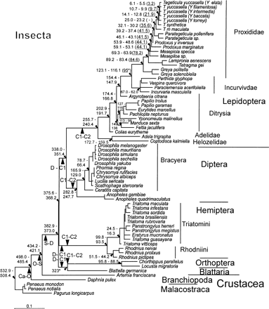 Fig. 4.—ML local molecular clock phylogeny using near–full-length cox1 amino acids of five insect orders and two classes of Crustacea. The model here represents the median value of the average date per node for each of the 69 models (104.5 Myr; average rate = 0.048% amino acid subsitutions per million year) and is presented for diagrammatic purposes only. CI (95%) of date estimates were obtained by median bootstrapping (small triangles). Numbers in brackets denote minimum date estimates from a previous study obtained by the two-cluster test using nucleotide data (Pellmyr and Leebens-Mack 1999 ). Large triangles denote stratigraphic boundaries (Gradstein and Ogg 1996 ) and are drawn to scale, where Ca, Cambrian; O, Ordovician; S, Silurian; D, Devonian; C1, Early Carboniferous; C2, Late Carboniferous