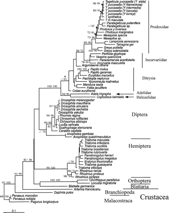 Appendix 1.—ML amino acid phylogeny of cox1 showing neighbor-joining and parsimony bootstrap analysis for nucleotide data after 1,000 replications. Key: * Prodoxidae/Incurvariidae, Ditrysia, Adelidae/Helozelidae topology supported by the Shimodaira-Hasegawa test using the full optimization ML bootstrap analysis, with alternative branching order of Ditrysia forming an out-group to Prodoxidae/Incurvariidae and Adelidae/Helozelidae