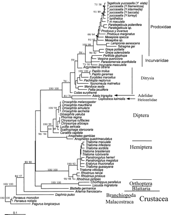 Appendix 2.—ML amino acid cox1 phylogeny showing neighbor-joining and parsimony bootstrap analysis for amino acid data after 1,000 replications