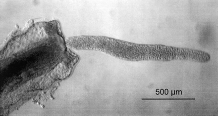 Fig. 1.—A living Buddenbrockia worm exiting from a zooid of the freshwater bryozoan Plumatella fungosa. Photograph courtesy of Sylvie Tops
