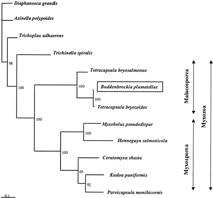 Fig. 3.—Molecular phylogenetic analysis of Myxozoa, including Buddenbrockia, based on an 18S rDNA alignment of 1,470 nt length, edited to remove regions of ambiguous alignment. Figures at nodes indicate quartet puzzling support values from 1,000 resamplings of the data. This tree was rooted with a choanozoan (Diaphanoeca), a sponge (Axinella) a placozoan (Trichoplax), and a nematode (Trichinella); other outgroups gave the same root position