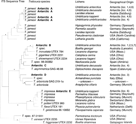 Fig. 2.—ML phylogeny of ITS rDNA sequences from photobionts of four Antarctic Umbilicaria species and other strains of Trebouxia. The origin of the photobiont sequences is given to the right of the species names. The five algal ITS variants detected in the Antarctic Umbilicaria species are named Antarctic A–E. The Antarctic localities for the algal ITS variants are given in brackets (see fig. 1 ). The sequences T. jamesii-Lecidea silacea and T. impressa-Parmelina tiliacea were identical with sequences determined in this study; they were simply added to the figure. Dots mark internal nodes which were defined by bootstrap support above 70% in NJ, ME, and weighted parsimony analyses and were also shared with the ML tree. The tree was rooted by the branch leading to T. sp.-T. usneae-T. higginsiae. (Photobiont accession numbers: AJ249565, Z68705, AJ293770, AF242467, Z68697, AJ249577, AJ249574, AJ007388, AJ007386, AJ249576, AJ293795, AF128270, Z68700, Z68701, AF128271, AF242466, AF242460, AF242469, AJ249573, AJ293783, AJ249572, AJ293780, Z68702)