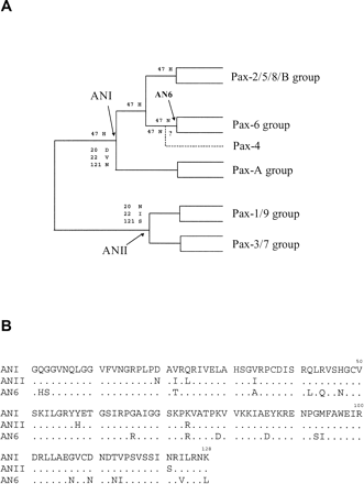 Fig. 1.—A, A simplified tree topology for the five groups of paired domains. The ancestral paired domains of supergroup I (ANI), the Pax-6 group (AN6) and the supergroup II (ANII) are indicated by arrows. A more comprehensive phylogenetic analysis including more recent data (e.g., sea urchin Pax genes (Czerny et al. 1997 ) gave essentially the same result. B, The inferred ancestral sequences