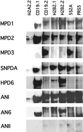 Fig. 2.—EMSA of the representative paired domains from five Pax groups and three ancestral paired domains with seven Pax-5 binding sequences