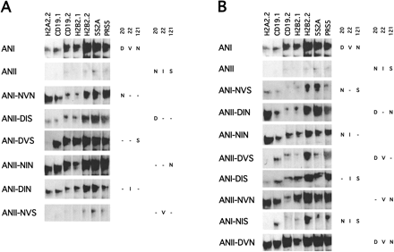 Fig. 3.—A, EMSA of ancestral paired domains I (ANI) and II (ANII) with a single mutation in position 22, 22, or 121 with binding sequences. B, EMSA of ANI and ANII with combined mutations in positions 20, 22, and 121 with binding sequences