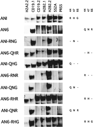 Fig. 5.—EMSA of different mutated paired domains (table 2 ) derived from the ancestral paired domain I (ANI) and ancestral paired domain 6 (AN6) with the same panel of test sequences used in figure 2 . The right panel indicates the amino acid change(s) in ANI or AN6